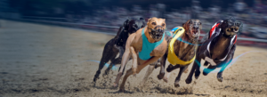 Virtual-sports-betting-dogs