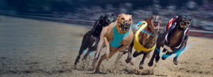 Virtual-sports-betting