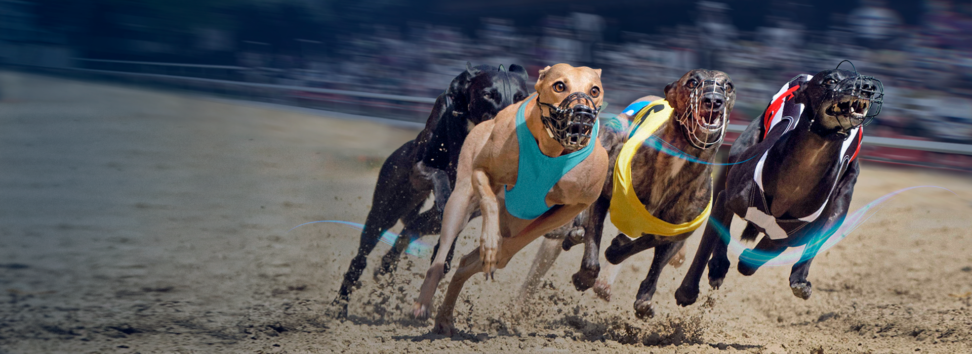 Carrera de galgos en vivo