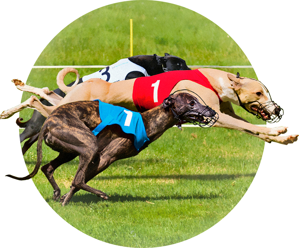 Apuestas Interactivas Galgos